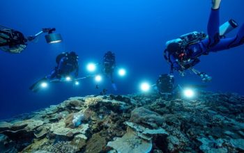 Keajaiban Bawah Laut: Penemuan Terumbu Karang Baru di Samudra Pasifik