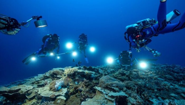 Keajaiban Bawah Laut: Penemuan Terumbu Karang Baru di Samudra Pasifik