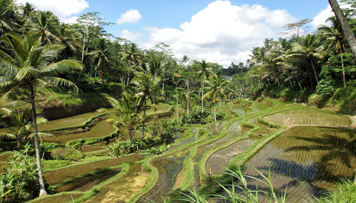 Pemandangan Sawah di Ubud